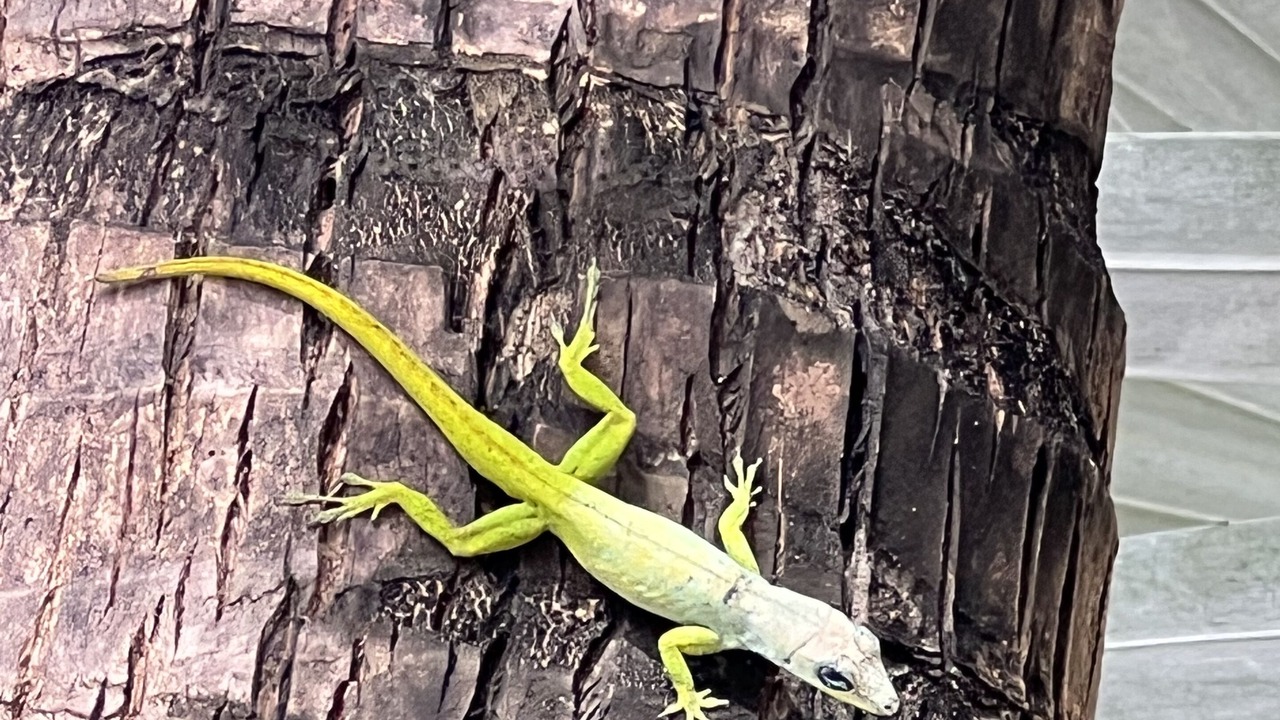 Photo of Others in St. Lawrence Gap