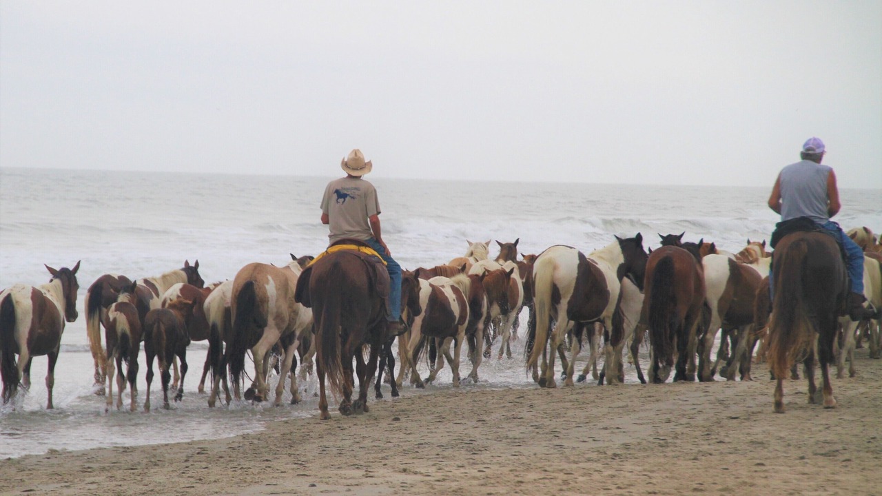 Photo of Others in Chincoteague