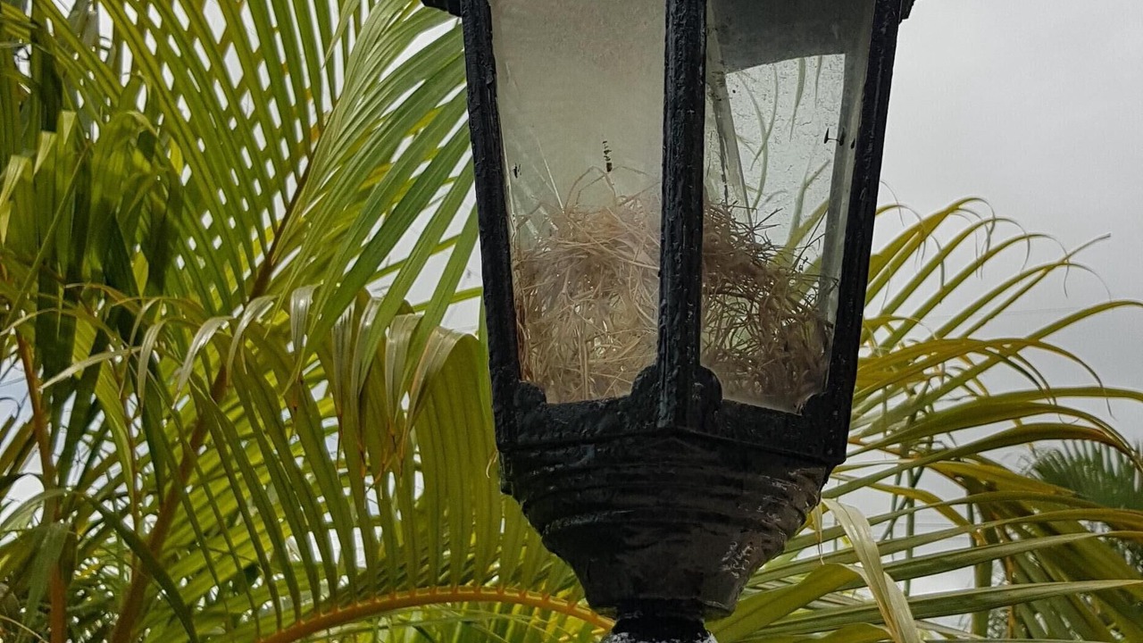 Photo of Outdoor in Green Garden